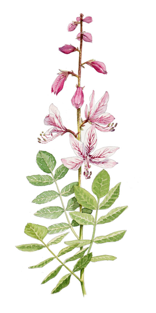 dittamo dictamnus